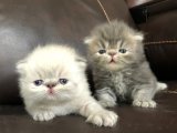 Evimizin Yeni Meleği: Exotic Shorthair Bebek Kedilerimizle Tanışın!