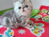 Evinize Neşe Getirecek: Exotic Shorthair Yavru Kedilerimiz Satışta!