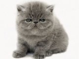 Sizce Hangisi? Exotic Shorthair Yavrularımız Sizi Bekliyor!