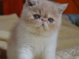 Sevgi Dolu Bir Yuvada Büyümek İster misiniz? Exotic Shorthair Bebek Kedilerimizle Tanışın!