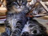 Sıcacık Bir Yuvada Büyüyecek: Maine Coon Bebek Kedilerimizle Mutlu Anlara Hazır Olun!