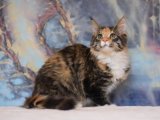 Aşkla Büyüyecek: Maine Coon Bebek Kedilerimizle Hayatınıza Renk Katın!