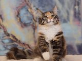 Evinize Neşe Getirecek: Maine Coon Yavru Kedilerimiz Satışta!