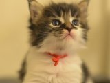 Sevgi Dolu Gözlerle: Maine Coon Yavru Kedi Arıyor Yeni Sahiplerini!