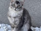 Yumuşaklık ve Sevgi Dolu Anlar: Maine Coon Bebek Kedilerimizle Tanışın!