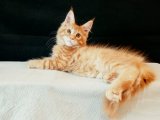 Evinizdeki Sessiz Güzellik: Maine Coon Yavru Kediler Satışta!