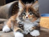 Minik Bir Mucize: Maine Coon Yavru Kedilerimiz Yeni Evlerini Arıyor!