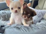 Yavru Dans Partisi: Chihuahua Yavru Ritimleri