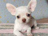 Sevgi İzleri: Chihuahua Yavru Kalp Atışları