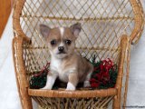 Minik Kürk Hırsızları: Chihuahua Yavru Tatlı Mafya