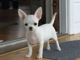 Yavru Aşkın İncileri: Chihuahua Yavru Mücevherleri