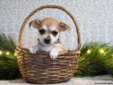 Minik Kraliyet Balosu: Chihuahua Yavru Dansı