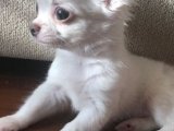 Yavru Moda İkonları: Chihuahua Yavru Koleksiyonu