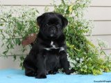 Pug: Zarafetin ve Sevginin Temsilcisi