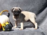 Sevgi İzleri: Pug Yavru Kalp Atışları