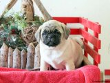 Minik Kürk Hırsızları: Pug Yavru Tatlı Mafya