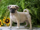 Minik Kraliyet Balosu: Pug Yavru Dansı
