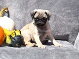 Yavru Moda İkonları: Pug Yavru Koleksiyonu