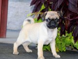 Minik Aşk Hikayeleri: Pug Yavru Günlükleri