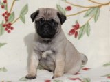 Yavru Aşkın Gücü: Pug Yavru Süper Kahramanlar