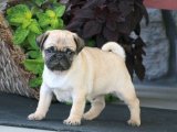Sevimli Ahenk: Pug Yavru Müzik Grubu