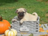 Yavru Dans Partisi: Pug Yavru Ritimleri