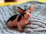 2024 İçin Sfenks Kedi Kaç TL? Sahibinden En İyi Satış Teklifleri