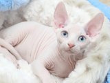 Sfenks Kedi Kaç TL? Şehirdeki En Güncel Yavru Kedi İlan Teklifleri