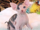 2024 Sfenks Kedi Kaç TL? En Güncel Yavru Kedi İlan Teklifleri