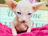 Sfenks Kedi Kaç TL? Şehirdeki En İyi Yavru Kedi Satış Teklifleri