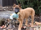 Belçika Kurdu (Malinois) Yavrularımızla Ailemizi Büyütmeye Hazırız!