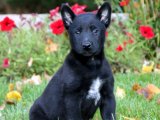 Sevimli Belçika Kurdu (Malinois) Yavrularımızla Kaliteli Zaman Geçirin!