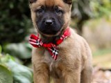 Sağlıklı ve Eğlenceli Belçika Kurdu (Malinois) Yavrular Sahiplenmeye Hazır!