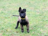 Sevimli Belçika Kurdu (Malinois) Yavrularımız Sizleri Bekliyor!