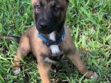 Şeker Gibi Belçika Kurdu (Malinois) Yavrular: Sahip Olmak İsteyenleri Bekliyoruz!
