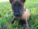Sağlıklı Belçika Kurdu (Malinois) Yavrularımızı Sevgiyle Sahiplendiriyoruz!
