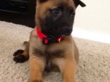 Yeni Dostunuz: Belçika Kurdu (Malinois) Yavrularımız Sizi Bekliyor!