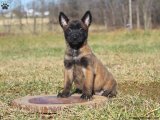 Sevgi Kokan Sabahlar: Belçika Kurdu (Malinois) Yavru Günaydınları