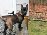 Yavru Güzellik Yarışması: Belçika Kurdu (Malinois) Tacındaki Tacı