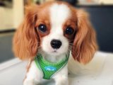 Sevgi İzleri: Cavalier King Charles Yavru Kalp Atışları