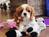 Minik Kürk Hırsızları: Cavalier King Charles Yavru Tatlı Mafya