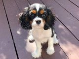Sevimli Zaman Yolcusu: Cavalier King Charles Yavru Gezgin