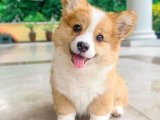 Yavru Dans Partisi: Corgi Yavru Ritimleri