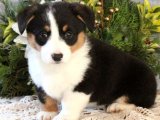 Sevgi İzleri: Corgi Yavru Kalp Atışları