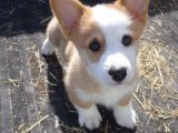 Minik Kürk Hırsızları: Corgi Yavru Tatlı Mafya