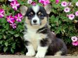 Yavru Aşkın İncileri: Corgi Yavru Mücevherleri
