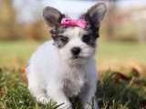 Morkie akıllı sevimli ve oyuncu bebişimiz