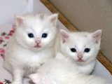 Evinizdeki Sessiz Güzellik: Van Kedisi Yavru Kediler Satışta!