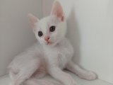 Sizce Hangisi? Van Kedisi Yavrularımız Sizi Bekliyor!