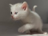 Sevgi Dolu Bir Yuvada Büyümek İster misiniz? Van Kedisi Bebek Kedilerimizle Tanışın!